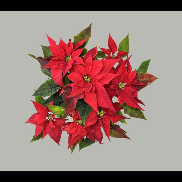 گل یلدا (بنت القنسول - گل کریسمس)