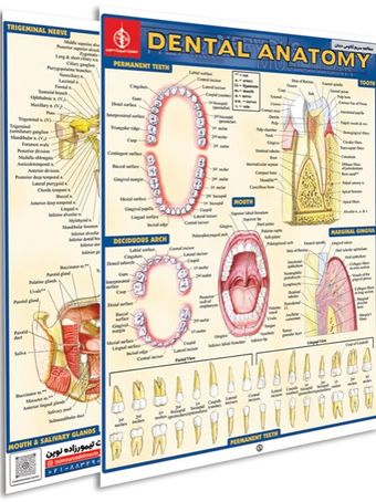 پوستر مطالعه سریع آناتومی دندان