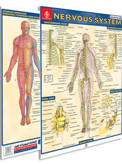 پوستر مطالعه سریع سیستم عصبی