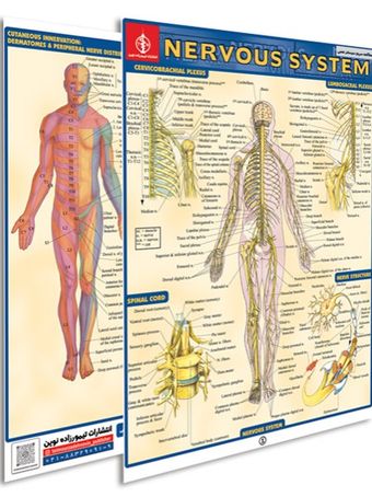 پوستر مطالعه سریع سیستم عصبی