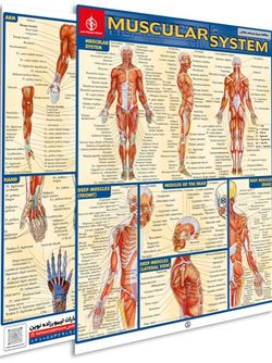 پوستر مطالعه سریع سیستم عضلانی