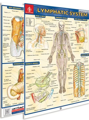 پوستر مطالعه سریع سیستم لنفاوی