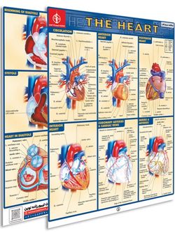 پوستر مطالعه سریع قلب