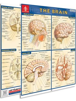 پوستر مطالعه سریع مغز