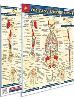 پوستر مطالعه سریع منشا عضلانی و اتصالات