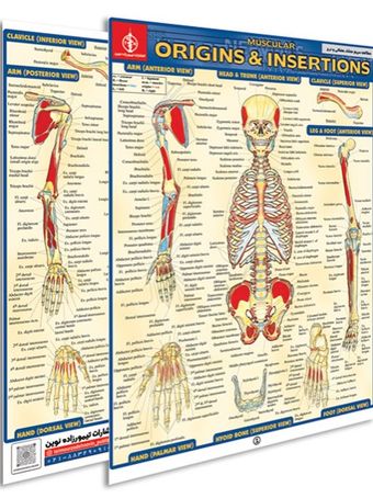 پوستر مطالعه سریع منشا عضلانی و اتصالات