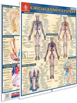 پوستر مطالعه سریع گردش خون