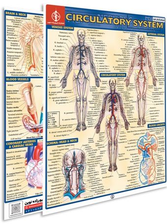 پوستر مطالعه سریع گردش خون
