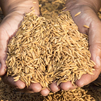 برنج اصل هاشمی قهوه‌ای (سبوس‌دار)