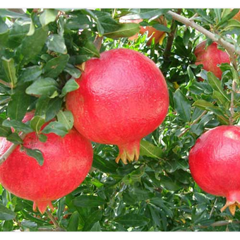 نهال انار درجزین