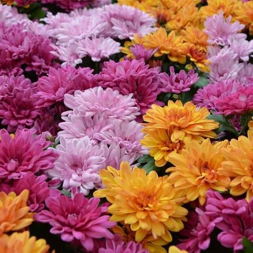 بذر گل داوودی پاکوتاه F1 الوان 50گرم