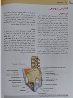 آناتومی گری جلد 2 اندام