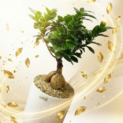 بونسای فیکوس رتوزا