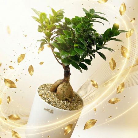 بونسای فیکوس رتوزا