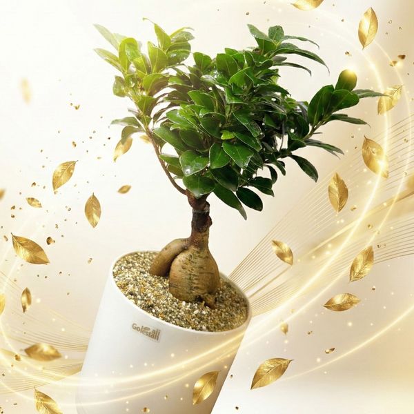 بونسای فیکوس رتوزا