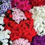 بذر گل فلوکس پاکوتاه الوان بسته 30 عددی