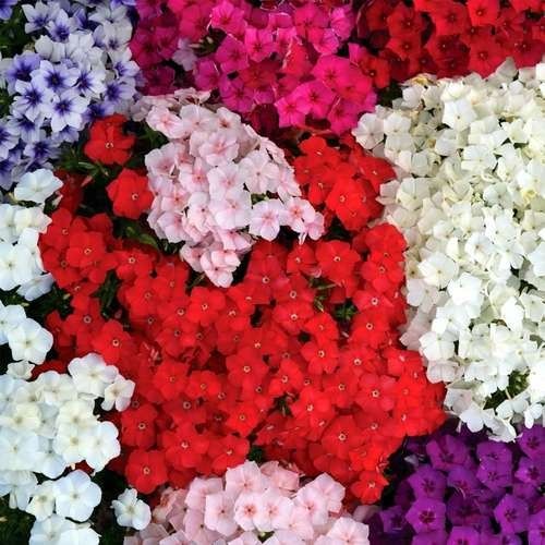 بذر گل فلوکس پاکوتاه الوان بسته 30 عددی