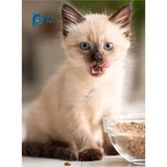 غذای خشک هالستیک بچه گربه بایو پت مدل Kitten وزن 3.5 کیلوگرم