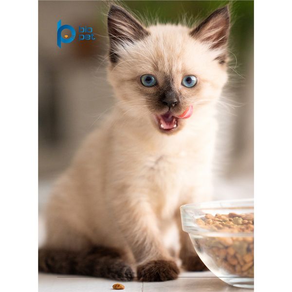 غذای خشک هالستیک بچه گربه بایو پت مدل Kitten وزن 3.5 کیلوگرم