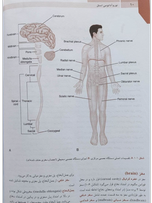 خلاصه نوروآناتومی بالینی اسنل