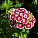 بذر گل قرنفل F1