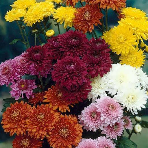 بذر گل داوودی پاکوتاه الوان بسته 100عددی