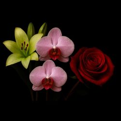 باکس گل رز و ارکیده و لیلیوم