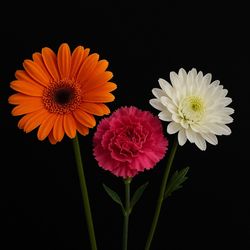 دسته گل میخک و ژربرا و داوودی