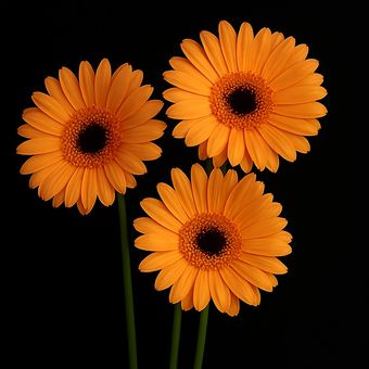 3 شاخه گل ژربرا