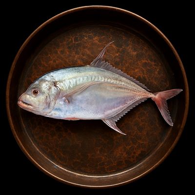 ماهی جش سفید بوشهر