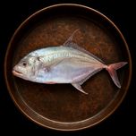 ماهی جش سفید بوشهر