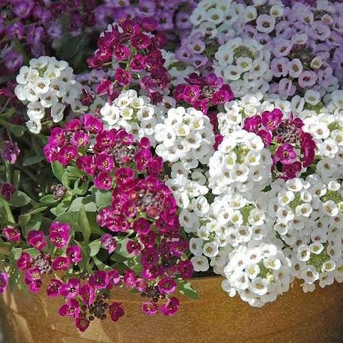 بذر گل آلیسوم عسلی پاکوتاه الوان بسته 100 عددی