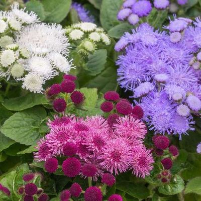 بذر گل ابری الوان بسته 300 عددی