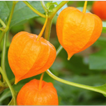 بذر فیسالیس قرمز و نارنجی بسته 10عددی