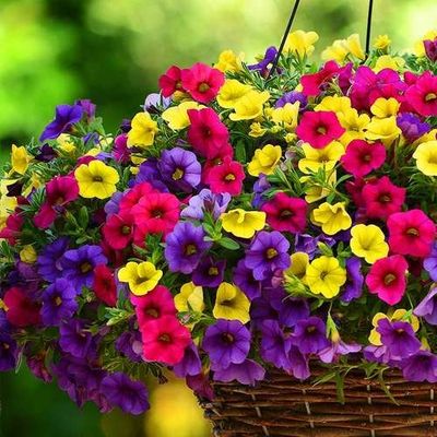 بذر گل اطلسی گل درشت الوان بسته 400 عددی
