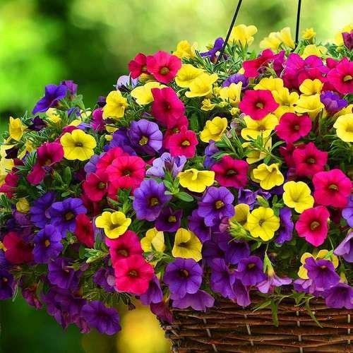 بذر گل اطلسی گل درشت الوان بسته 400 عددی