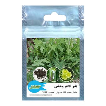 بذر کاهو وحشی منصوری گل کد Mwl600 وزن 1 گرم