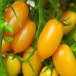 بذر گوجه زیتونی زرد بسته 15عددی