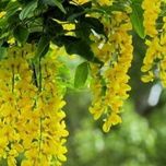 بذر درخت باران طلایی بسته 15 عددی