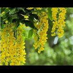 بذر باران طلایی بسته 1000 عددی