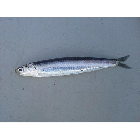 ساردین (Sardin)