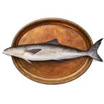 خرید ماهی سکن یا سوکلا