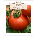 بذر گوجه فرنگی گلخانه و فضای باز اروپایی آگروبن 1004