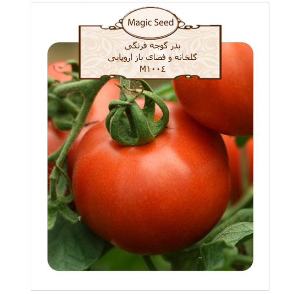 بذر گوجه فرنگی گلخانه و فضای باز اروپایی آگروبن 1004