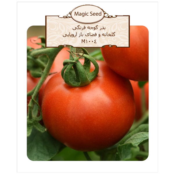 بذر گوجه فرنگی گلخانه و فضای باز اروپایی آگروبن 1004