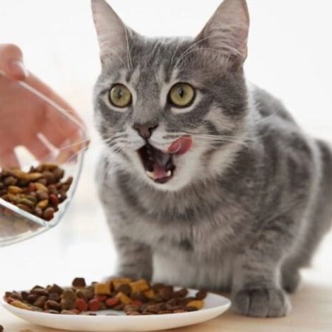 غذا خشک گربه رویال