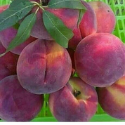 ارقام درخت هلو