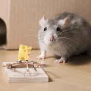 سموم و حشره کش ها