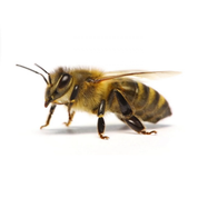 زنبور عسل