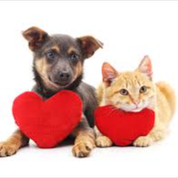 مراقبت حیوانات